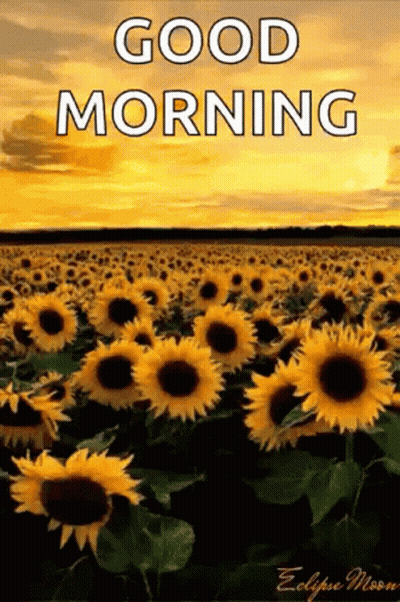 A Field Of Sunflowers With The Words `` Good Morning '' GIF