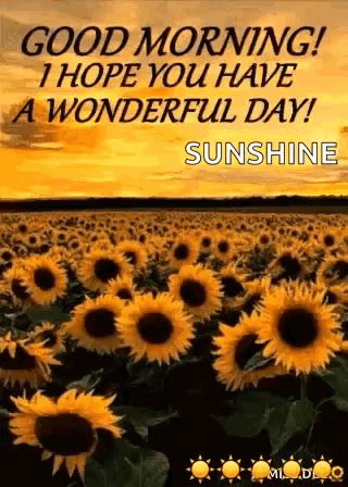 A Field Of Sunflowers With The Words `` Good Morning ! I Hope You Have A Wonderful Day ! `` GIF