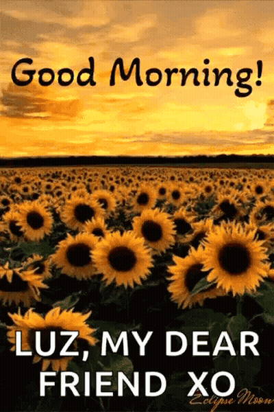 A Field Of Sunflowers With The Words `` Good Morning Luz , My Dear Friend Xo '' On It . GIF
