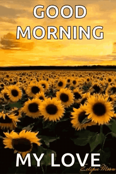 A Field Of Sunflowers With The Words `` Good Morning My Love '' On It GIF