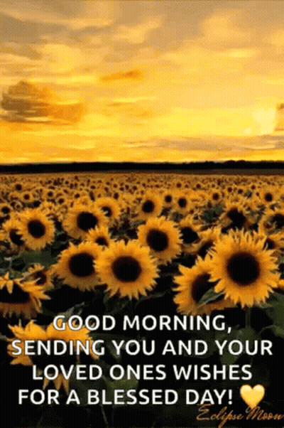 A Field Of Sunflowers With The Words `` Good Morning , Sending You And Your Loved Ones Wishes For A Blessed Day '' . GIF