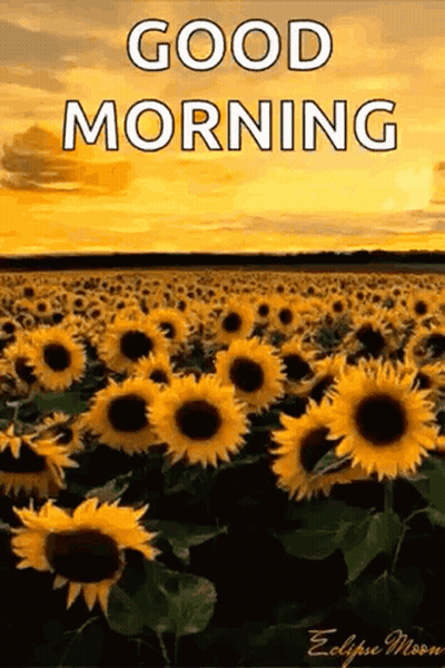 A Field Of Sunflowers With The Words `` Good Morning '' Written Above It GIF