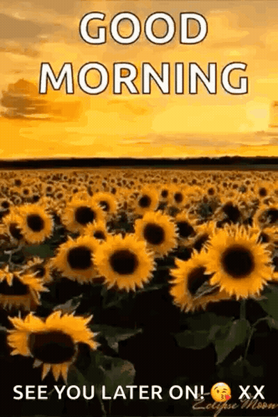 A Field Of Sunflowers With The Words `` Good Morning `` Written On It . GIF