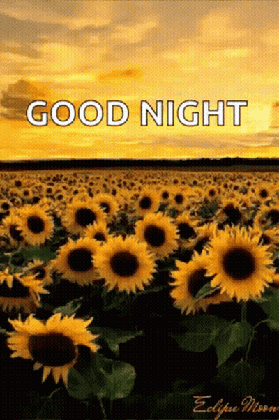 A Field Of Sunflowers With The Words `` Good Night '' Written On The Bottom GIF