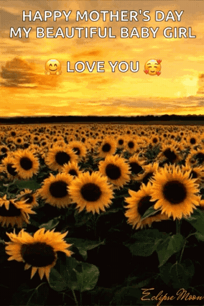 A Field Of Sunflowers With The Words Happy Mother 'S Day My Beautiful Baby Girl Love You . GIF