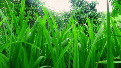 A Field Of Tall Green Grass Surrounded By Trees GIF