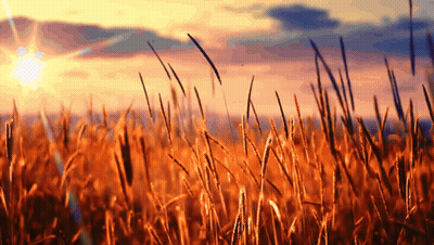 A Field Of Wheat With The Sun Shining Through The Clouds GIF