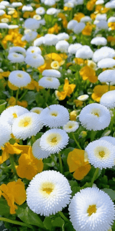 A Field Of White Daisies And Yellow Pansies With Green Leaves GIF