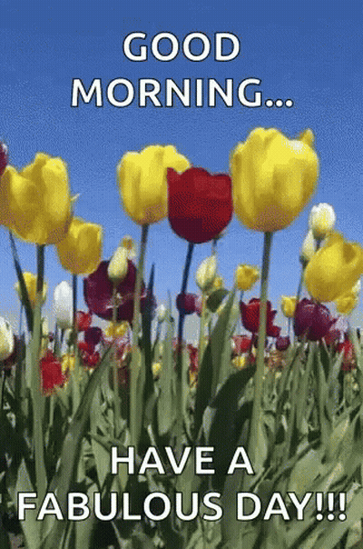 A Field Of Yellow And Red Flowers With The Words Good Morning Have A Fabulous Day GIF