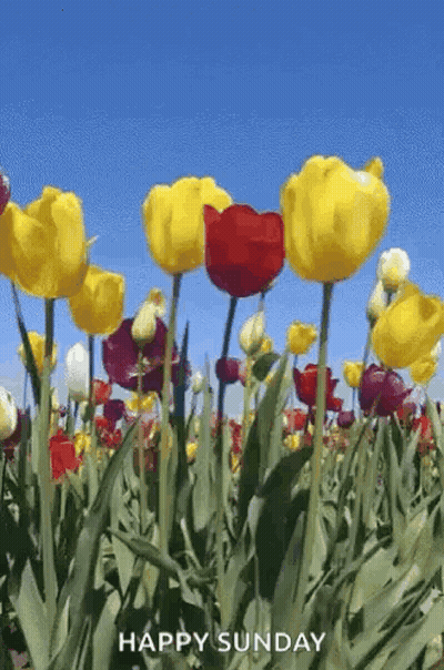 A Field Of Yellow And Red Tulips With The Words `` Happy Sunday '' GIF