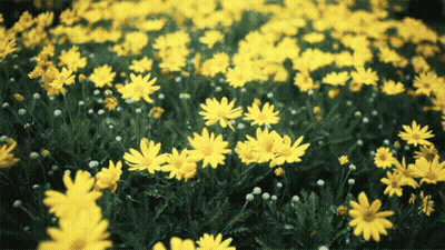 A Field Of Yellow Flowers With Green Leaves GIF