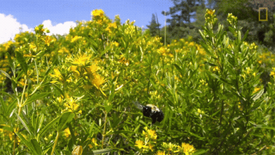 A Field Of Yellow Flowers With The National Geographic Logo In The Corner GIF