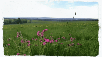 A Field With Purple Flowers In The Foreground GIF