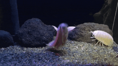 A Fish And A Shrimp Are Swimming In A Tank With Rocks GIF