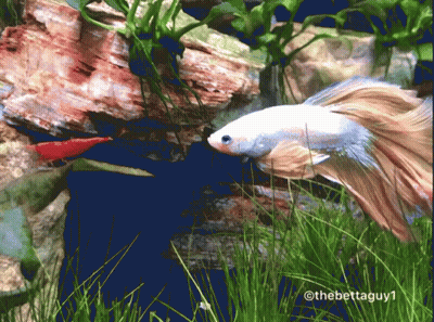 A Fish In A Tank With The Hashtag Thebettaguy1 On The Bottom GIF