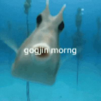 A Fish In The Water With The Words Goojin Morng On It GIF