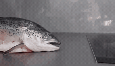 A Fish Is Laying On A Counter With Its Mouth Open . GIF