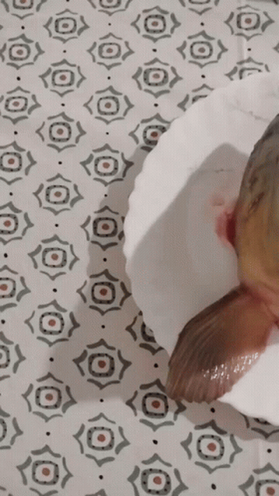 A Fish Is Sitting On A White Plate On A Patterned Tablecloth GIF