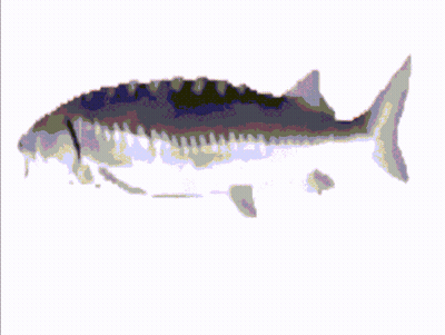 A Fish Is Surrounded By Colorful Squares On A White Surface GIF
