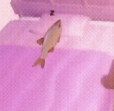 A Fish Is Swimming In A Bathtub With The Letter Z On The Pillow GIF