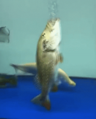 A Fish Is Swimming In A Blue Tank With Bubbles Coming Out Of Its Mouth . GIF
