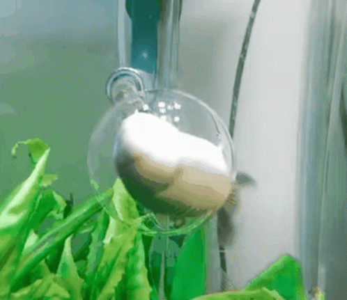 A Fish Is Swimming In A Fish Tank With A Bubble Coming Out Of It GIF