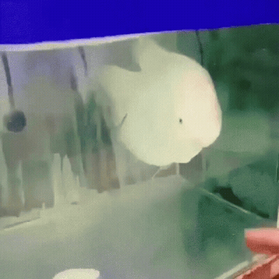 A Fish Is Swimming In A Tank Of Water . GIF