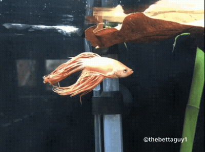A Fish Is Swimming In A Tank With The Hashtag Thebettaguy1 At The Bottom GIF