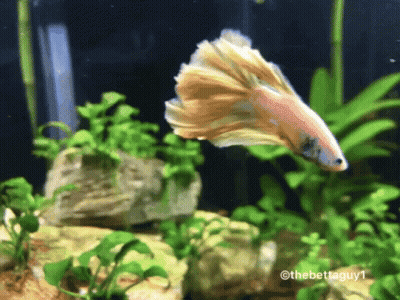 A Fish Is Swimming In A Tank With The Watermark Thebettaguy1 On The Bottom GIF