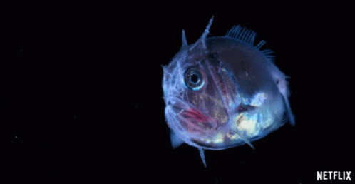 A Fish Is Swimming In The Dark With A Netflix Logo Behind It GIF