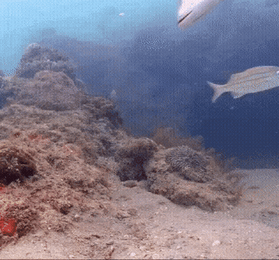 A Fish Is Swimming In The Ocean Near A Rocky Reef GIF