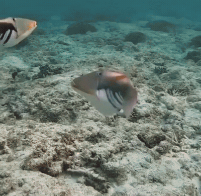 A Fish Is Swimming In The Ocean Near A Rocky Reef GIF