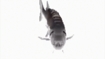A Fish Is Swimming In The Water On A White Background GIF
