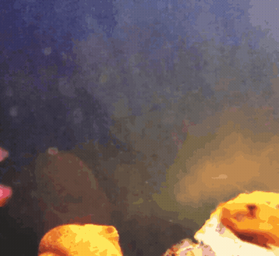 A Fish Swimming In A Tank With A Purple Background GIF