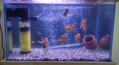 A Fish Tank With A Filter And A Few Fish Swimming In It GIF