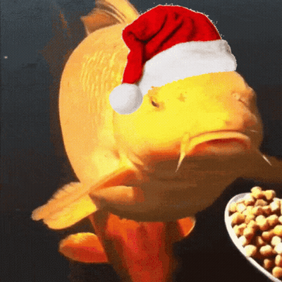 A Fish Wearing A Santa Hat Looks At A Plate Of Food GIF