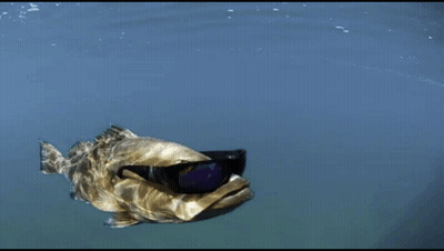 A Fish Wearing Sunglasses Is In The Water GIF