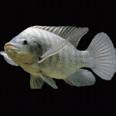 A Fish With A Black Background Is Swimming In A Tank GIF