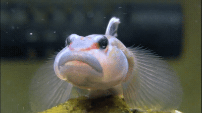 A Fish With A Funny Face Is Sitting On A Rock . GIF