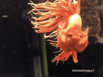 A Fish With A Long Orange Tail Is Swimming In A Tank With The Hashtag Thebettaguy1 GIF