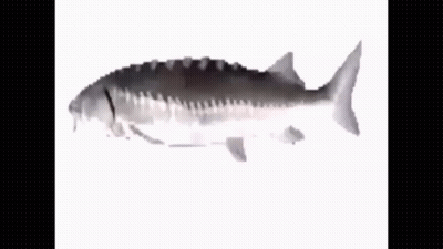 A Fish With A Long Tail Is Swimming On A White Surface GIF