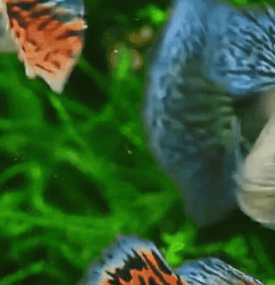 A Fish With A Red Nose Is Swimming In A Green Tank GIF