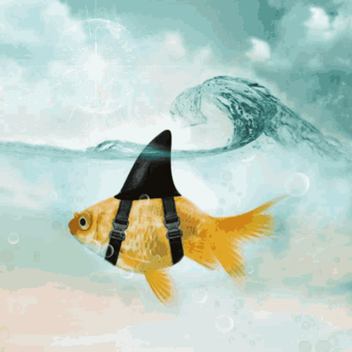 A Fish With A Shark Fin On Its Back Is Swimming In The Water GIF