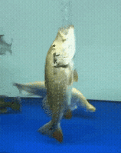A Fish With Bubbles Coming Out Of Its Mouth Is Swimming In A Tank GIF