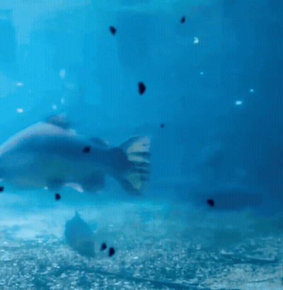 A Fish With Its Mouth Open Is Swimming In A Tank Of Water GIF