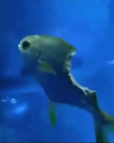 A Fish With Its Mouth Open Is Swimming In The Ocean GIF