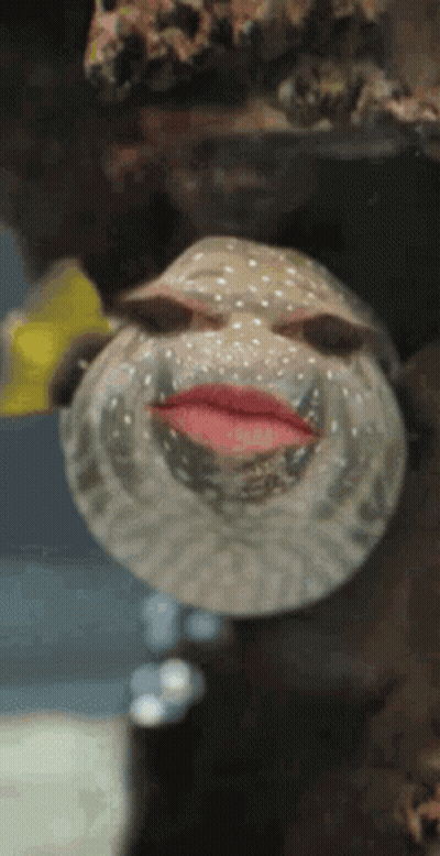 A Fish With Lipstick On Its Lips Looks Like A Person GIF