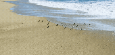 A Flock Of Birds Standing On A Sandy Beach Near The Water GIF
