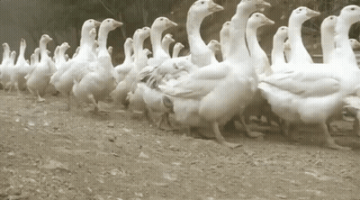 A Flock Of Ducks Are Walking In A Line In The Dirt GIF
