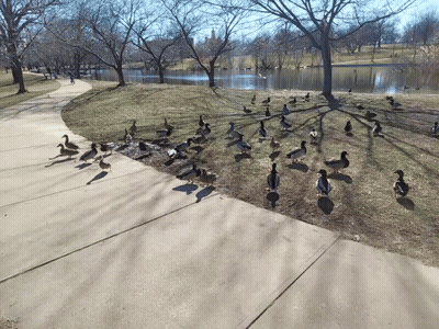A Flock Of Ducks Standing On A Sidewalk Next To A Lake GIF